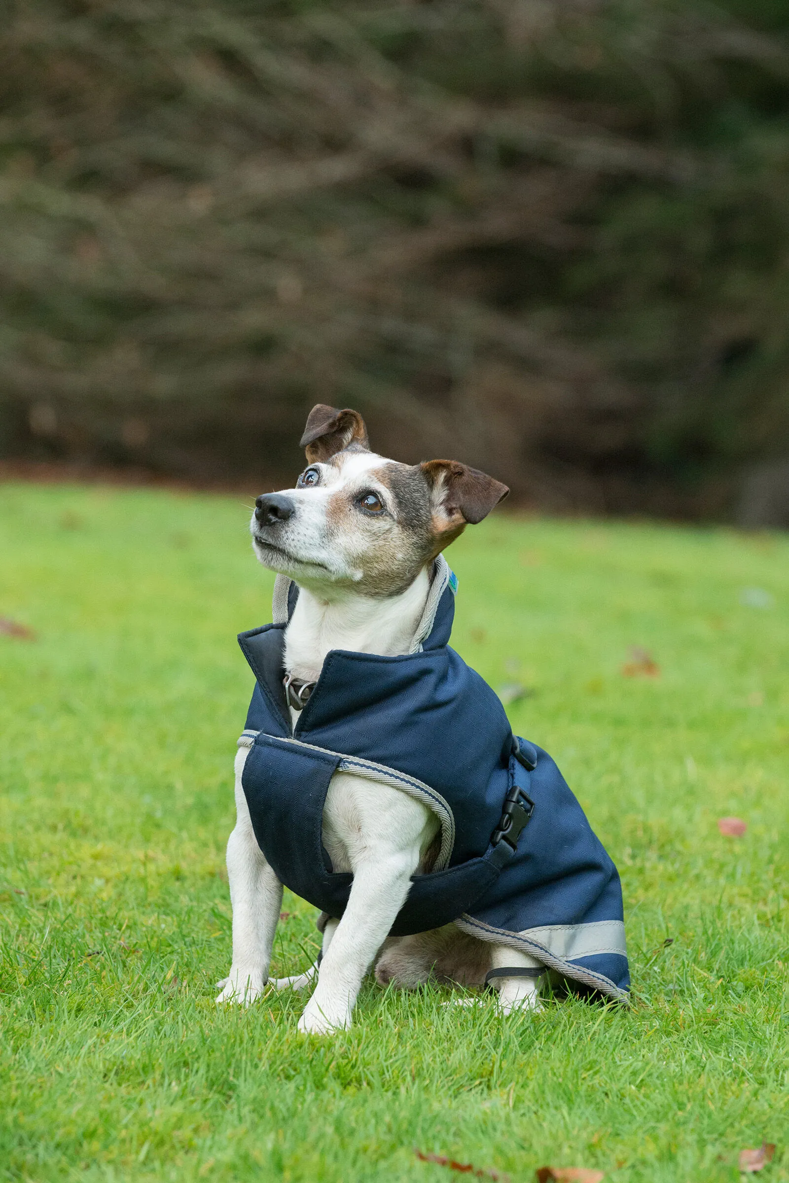 Bucas Freedom Coperta per cani 50g 30-45