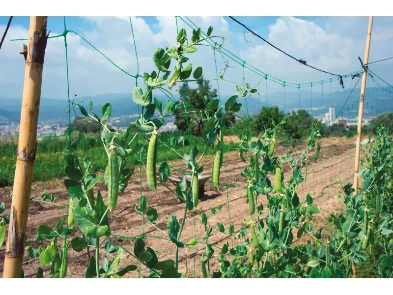 Rete rampicante 2 m x 25 m