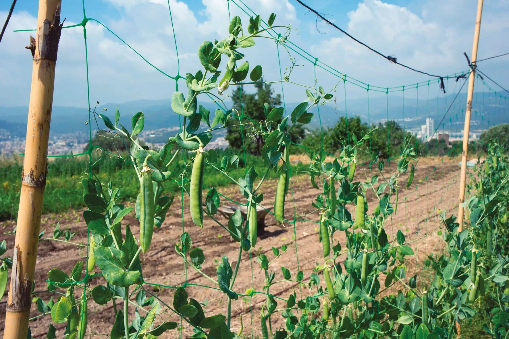 Rete rampicante 2 m x 25 m