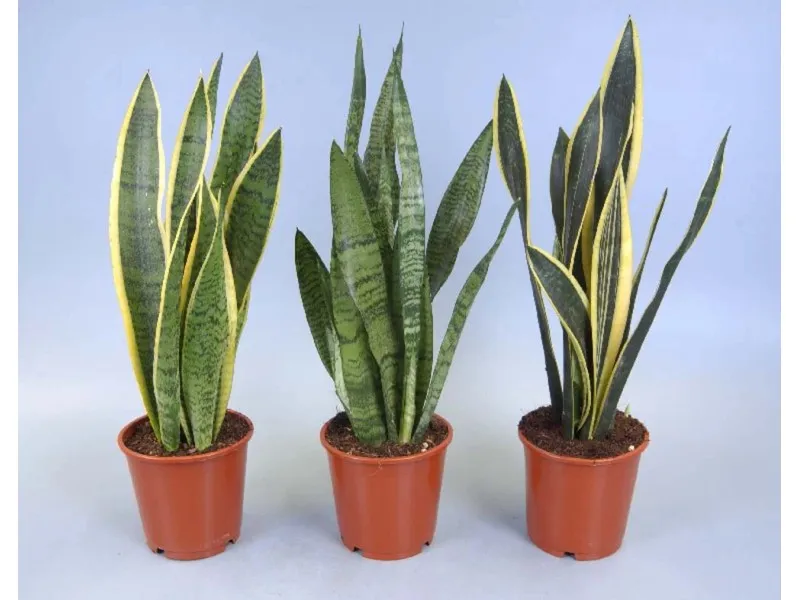 Sanseveria Trifasciata Mix Vaso 14 cm