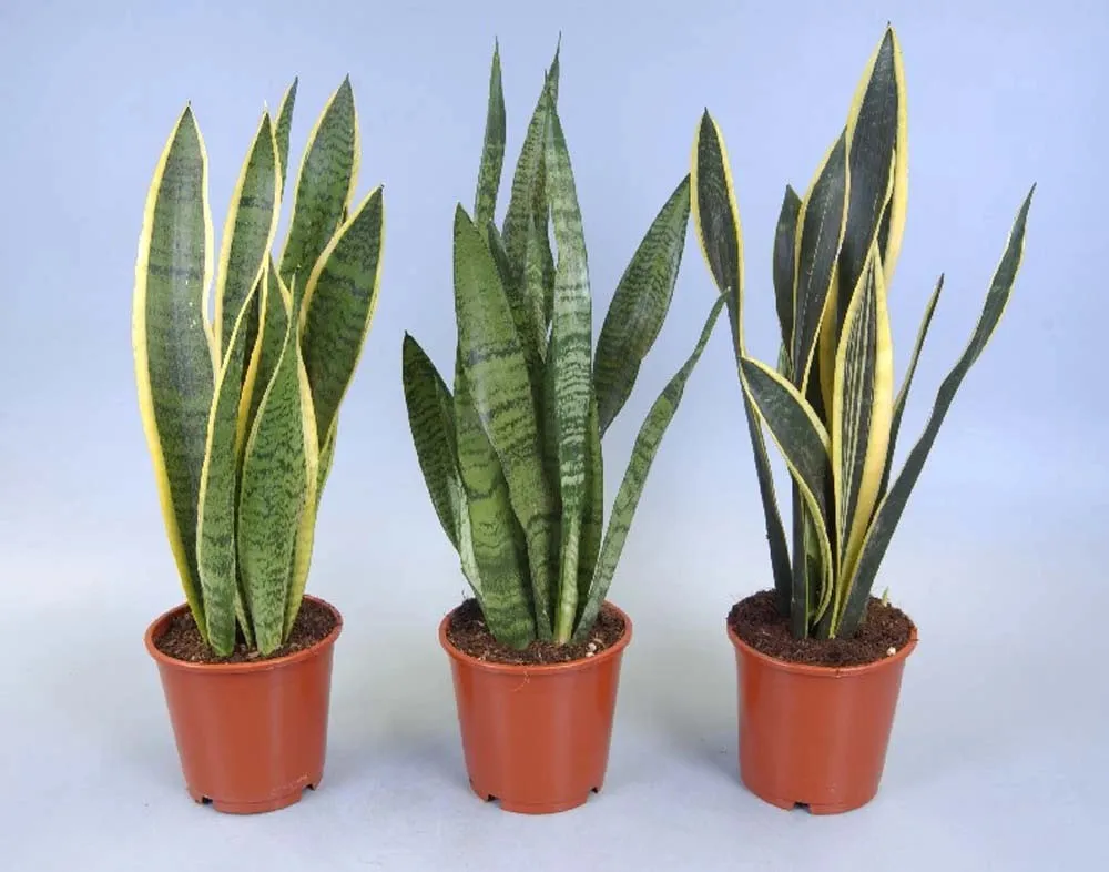 Sanseveria Trifasciata Mix Vaso 14 cm