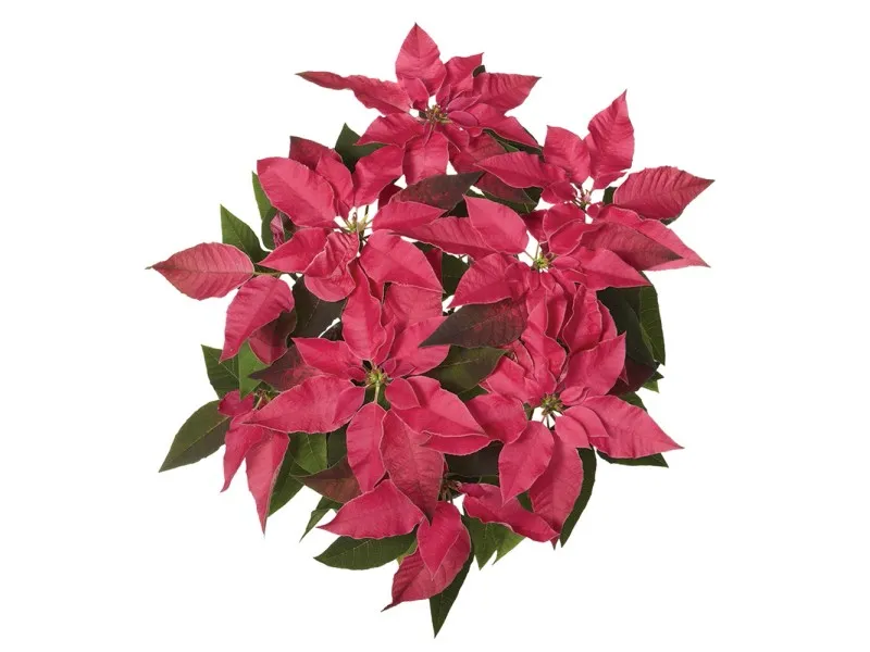 Stella di Natale Princettia Ø 10