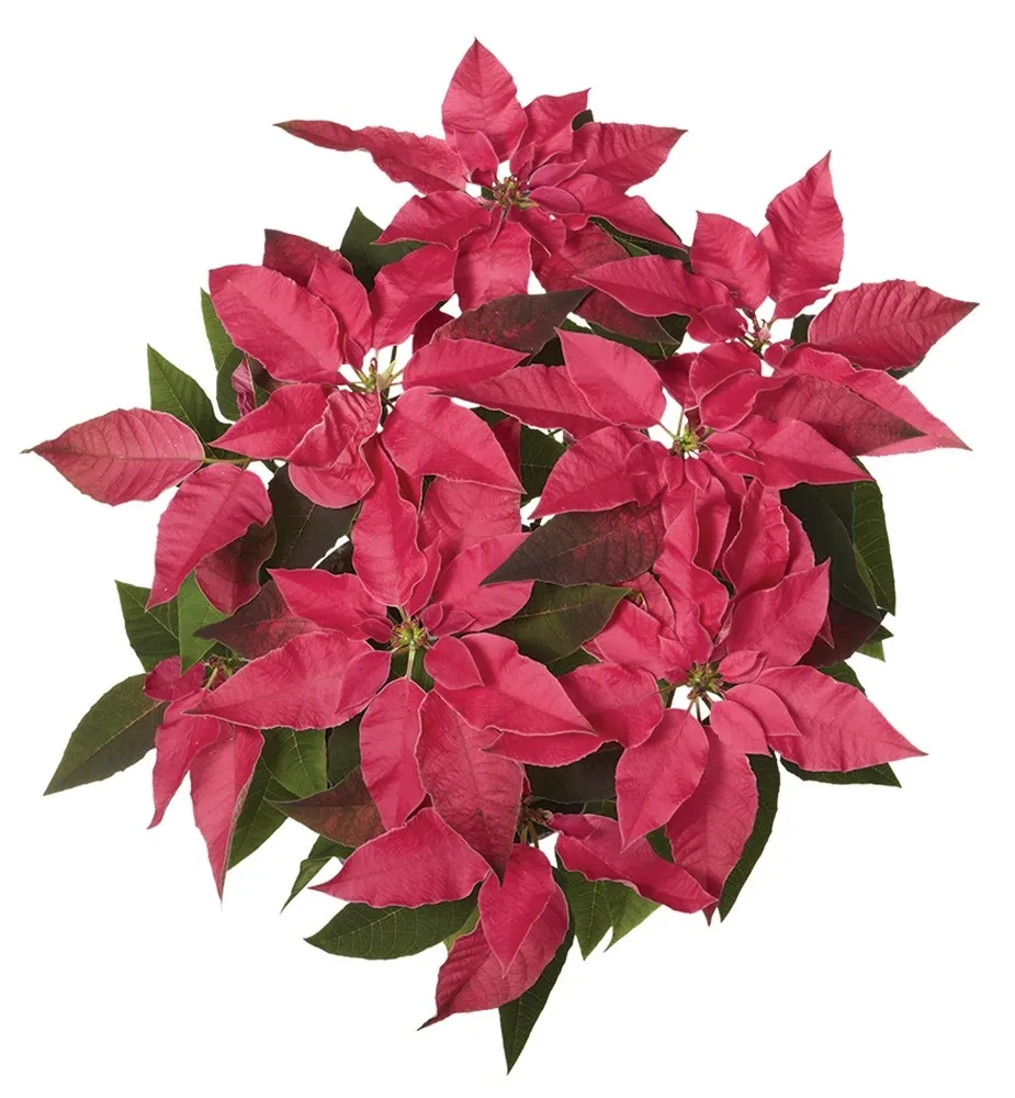 Stella di Natale Princettia Ø 10
