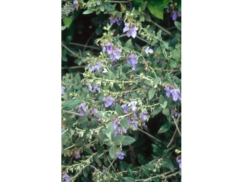 Teucrium fructicans vaso lt 10