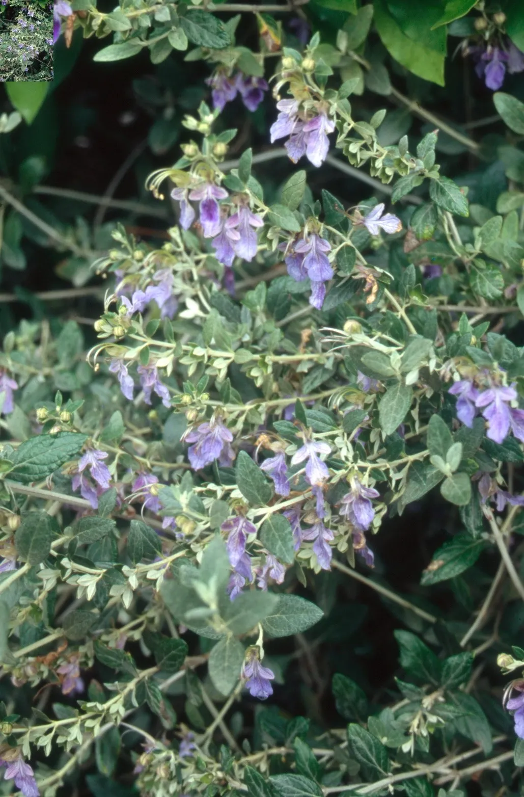 Teucrium fructicans vaso lt 10